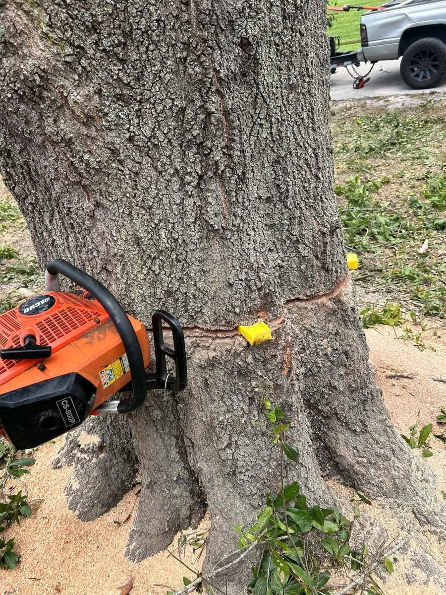 Chainsaw felling a large trunk